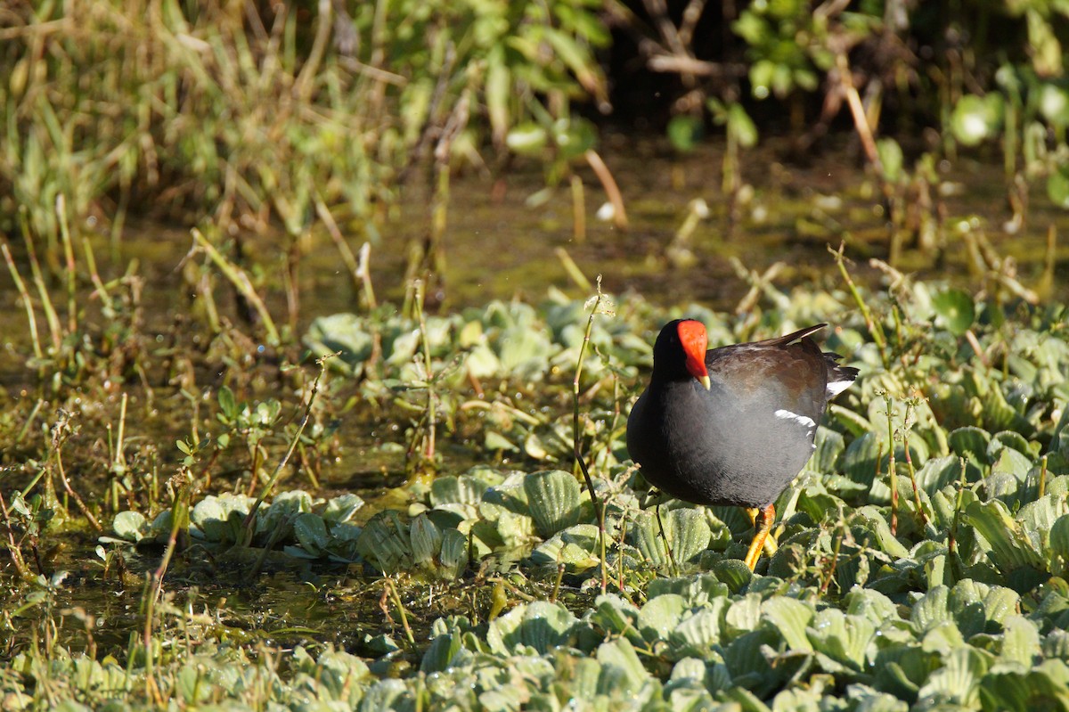 slípka americká - ML647049160