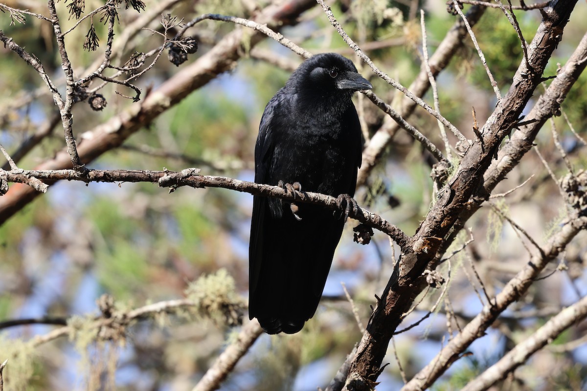 Hispaniolan Palm-Crow - ML647049162