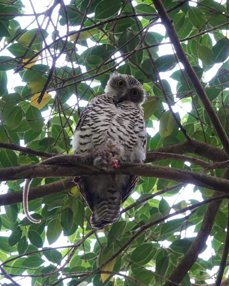 Powerful Owl - ML647049164
