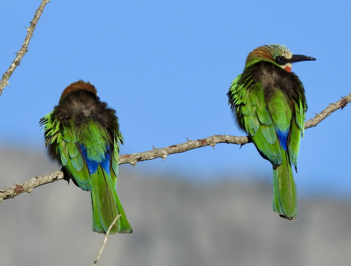 シロビタイハチクイ - ML647049188