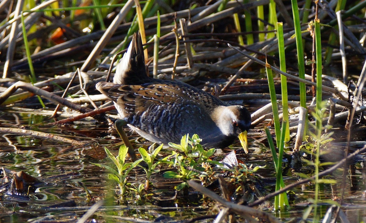 chřástal karolínský - ML647049189