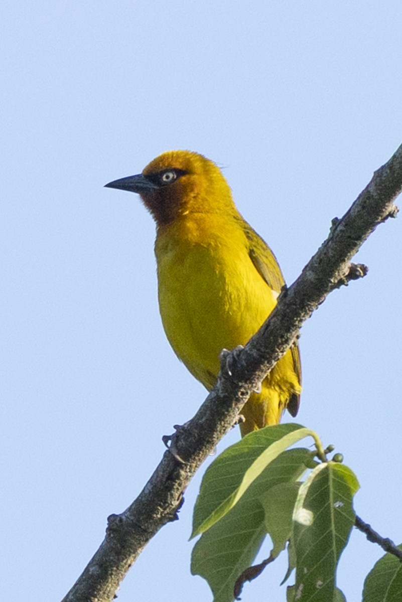 Spectacled Weaver (Black-throated) - ML647049195