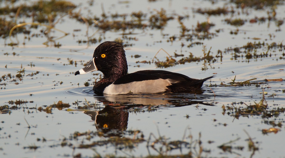 polák proužkozobý - ML647049210