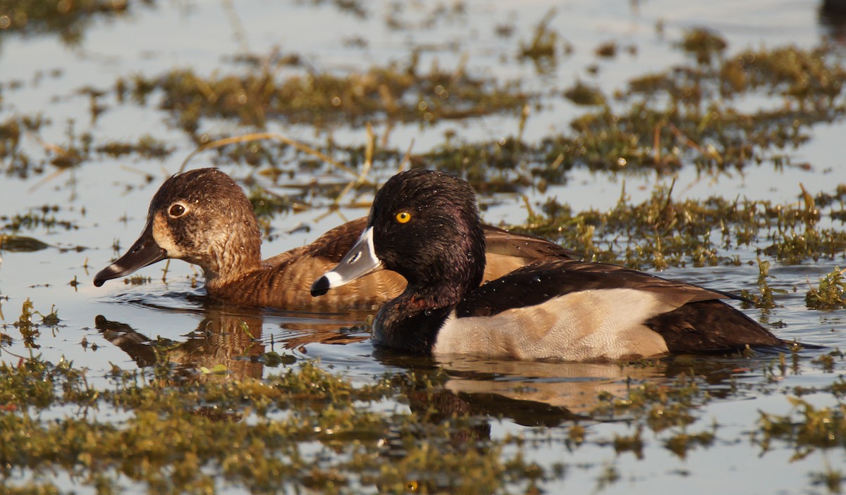 polák proužkozobý - ML647049211