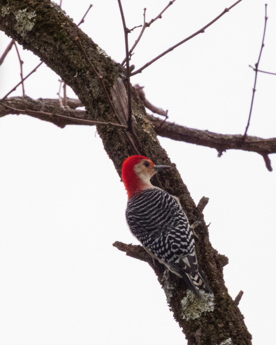 datel karolínský - ML647049212