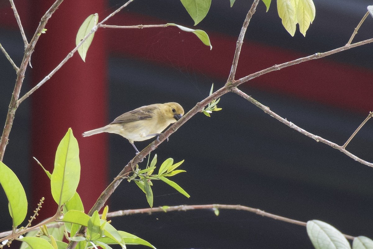 Чёрный просяночник [группа ophthalmica] - ML647049217