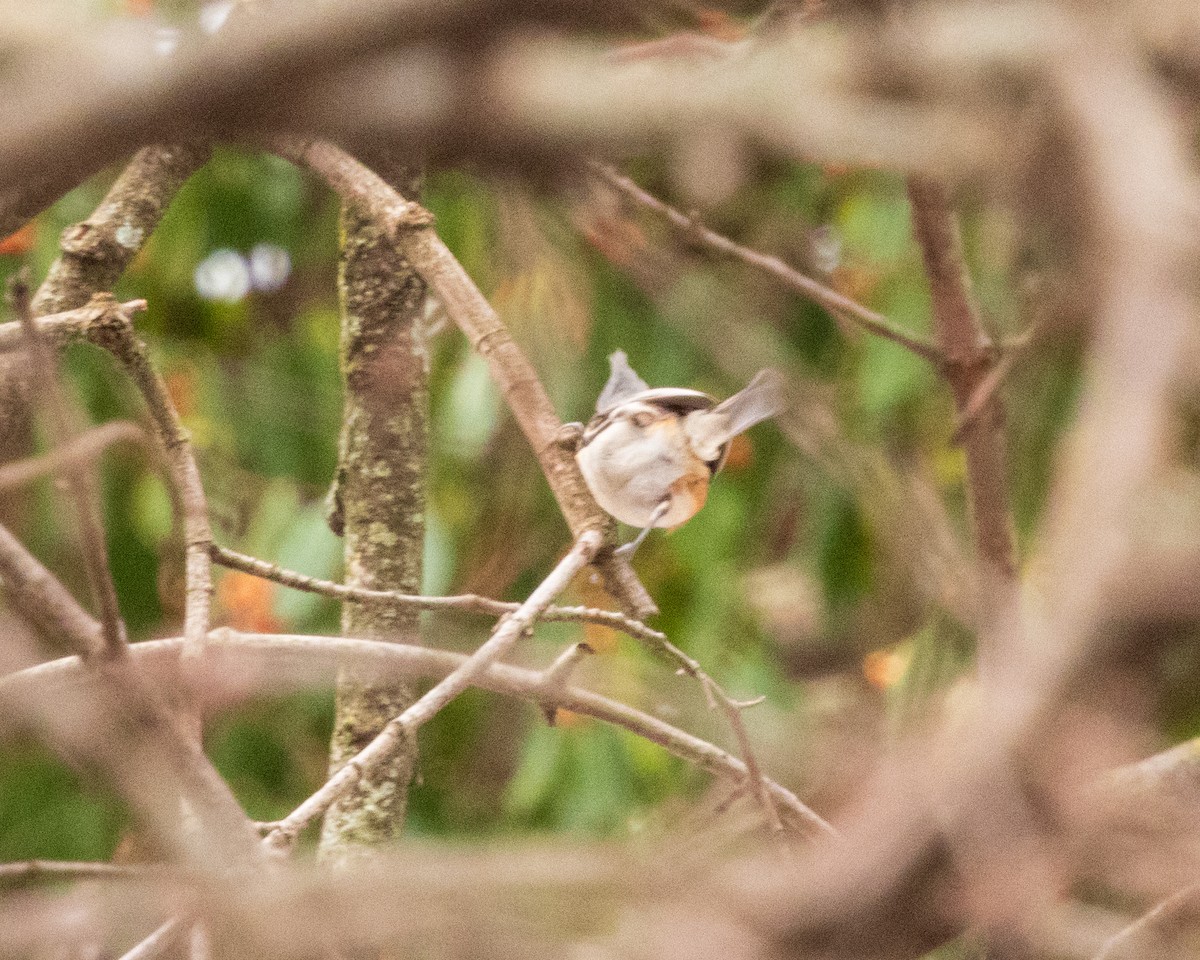 sýkora rezavoboká - ML647049218