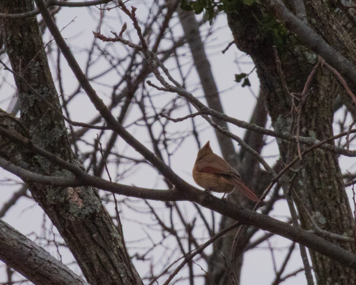 kardinál červený - ML647049219