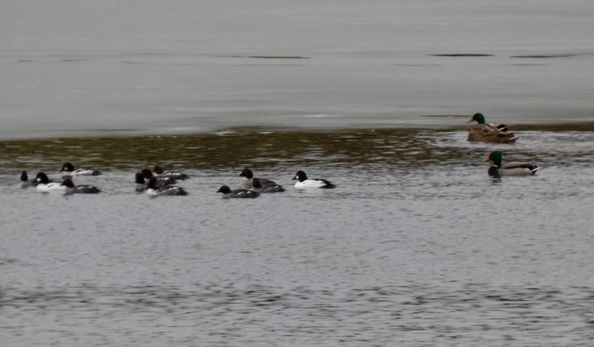 Quattrocchi - ML647049235