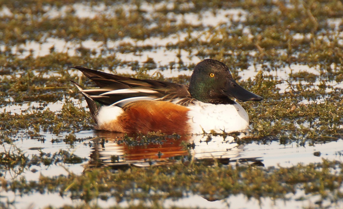 lžičák pestrý - ML647049236