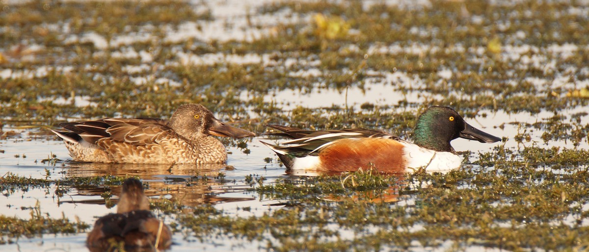 lžičák pestrý - ML647049237