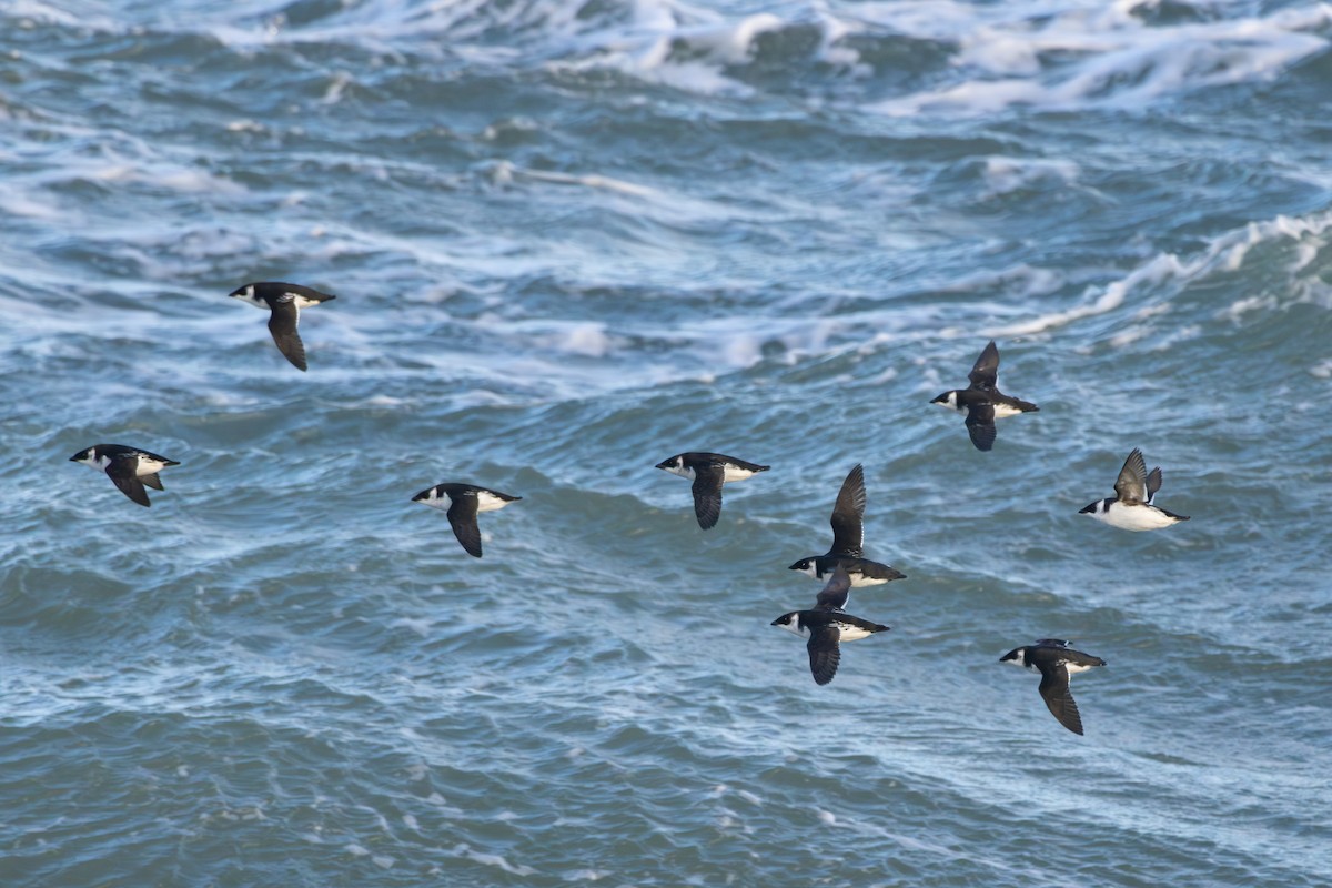 alkoun malý - ML647049244