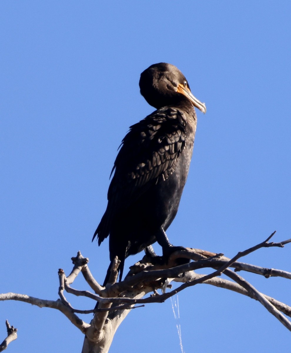 kormorán ušatý - ML647049245