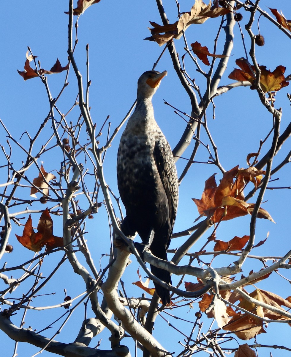 kormorán ušatý - ML647049246