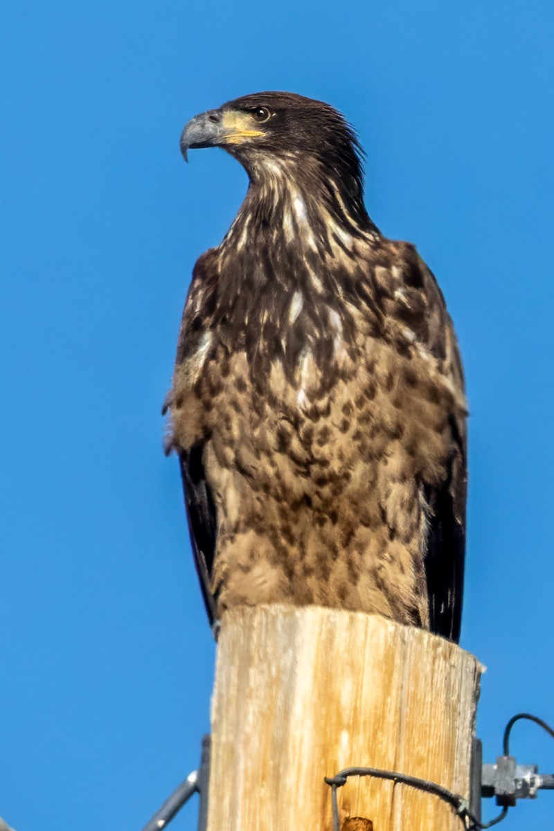 Bald Eagle - ML647049247