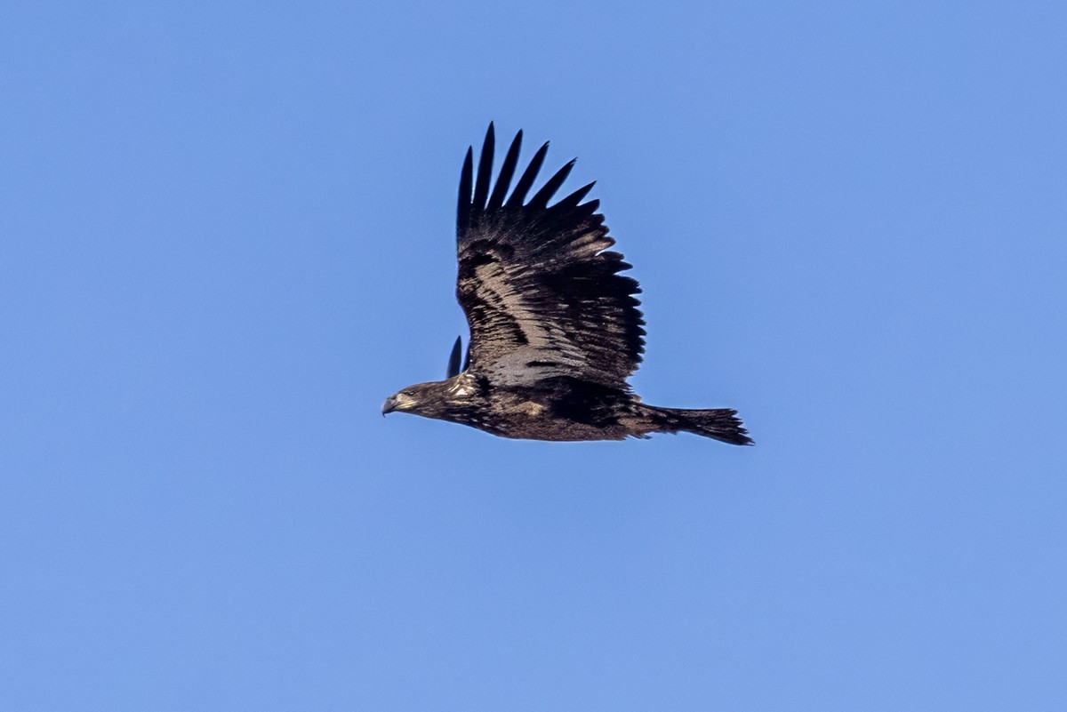 Bald Eagle - ML647049248