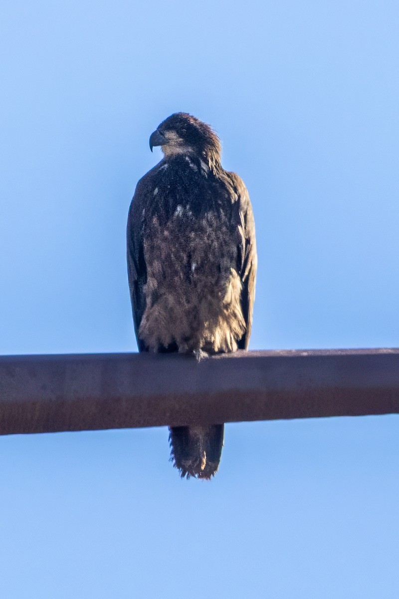 Bald Eagle - ML647049249