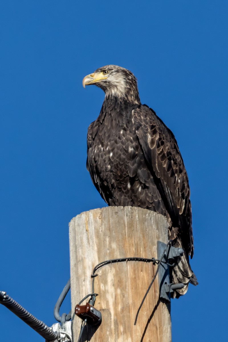 Bald Eagle - ML647049250