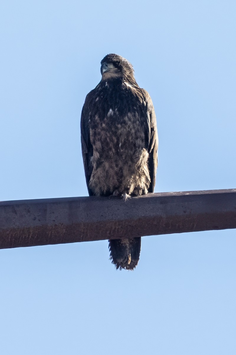 Bald Eagle - ML647049251