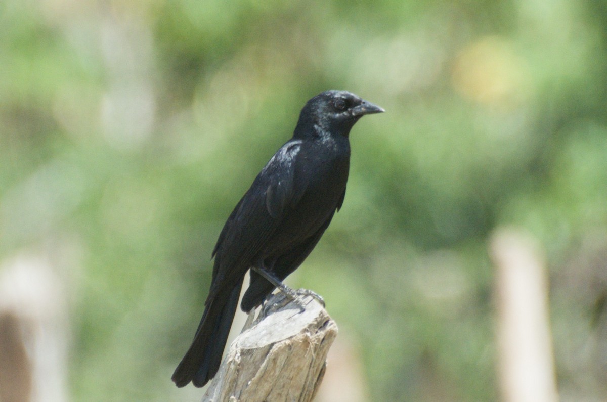 Cuban Blackbird - ML647049252