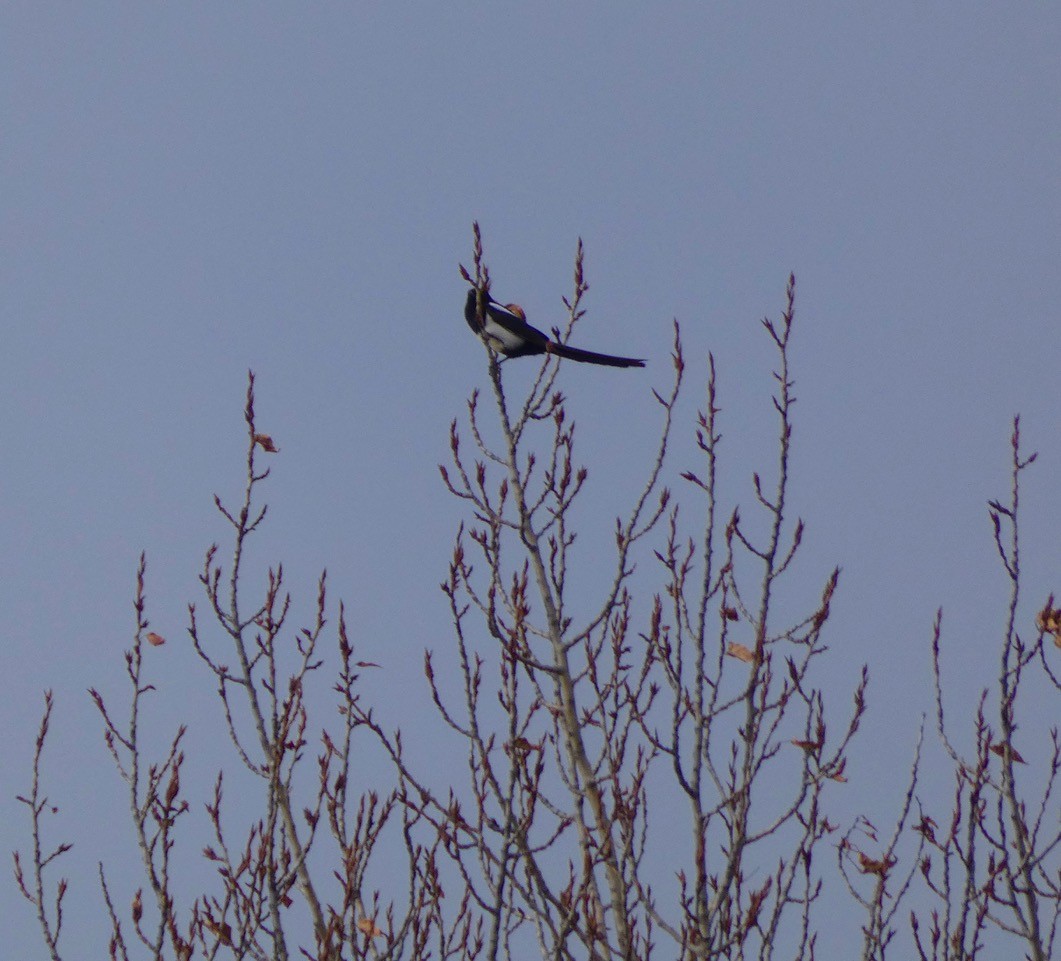 Black-billed Magpie - ML647049253