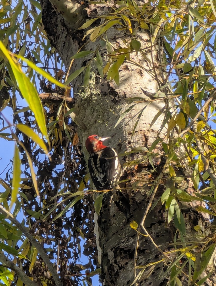 Red-breasted Sapsucker - ML647049255