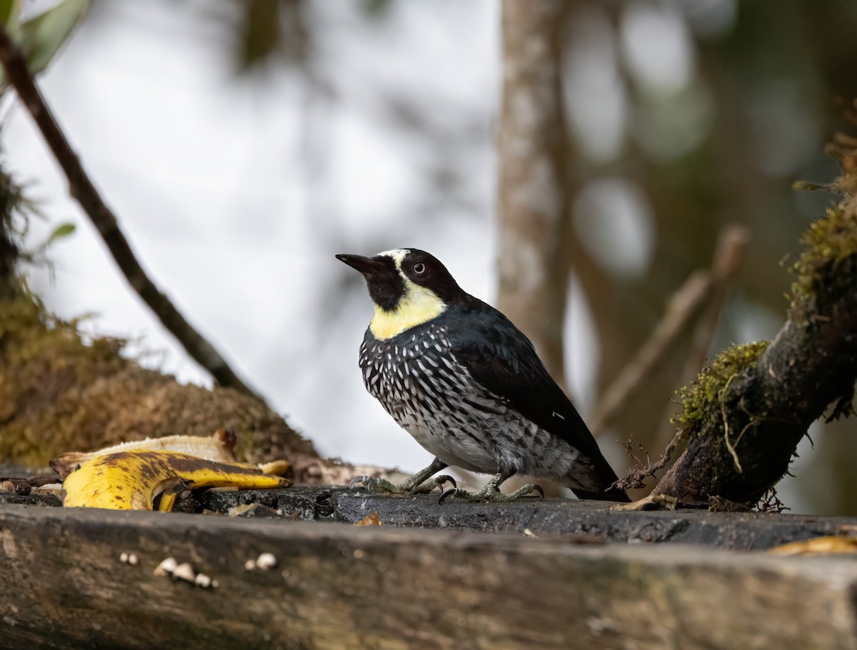 Acorn Woodpecker - ML647049262