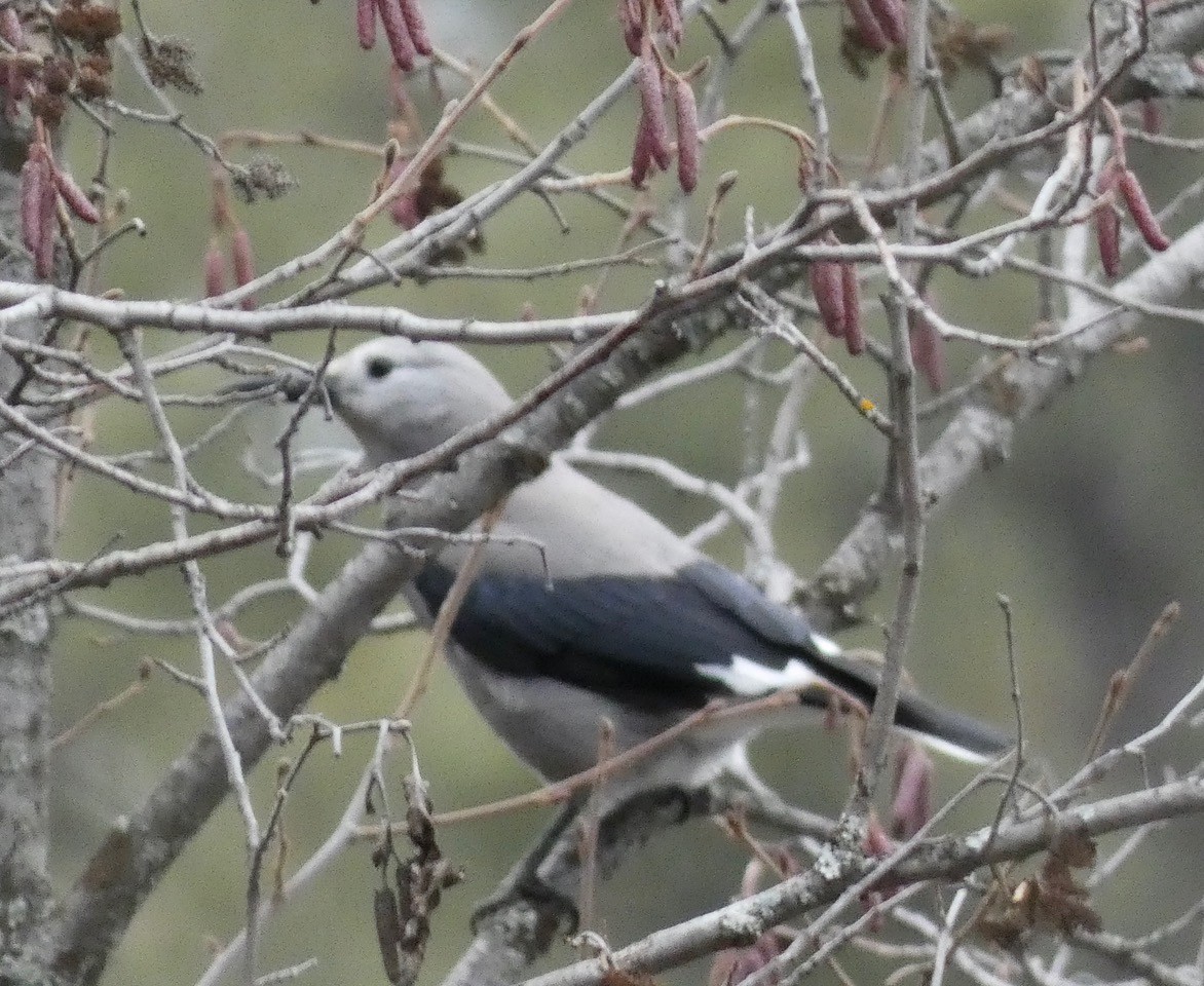 Clark's Nutcracker - ML647049263