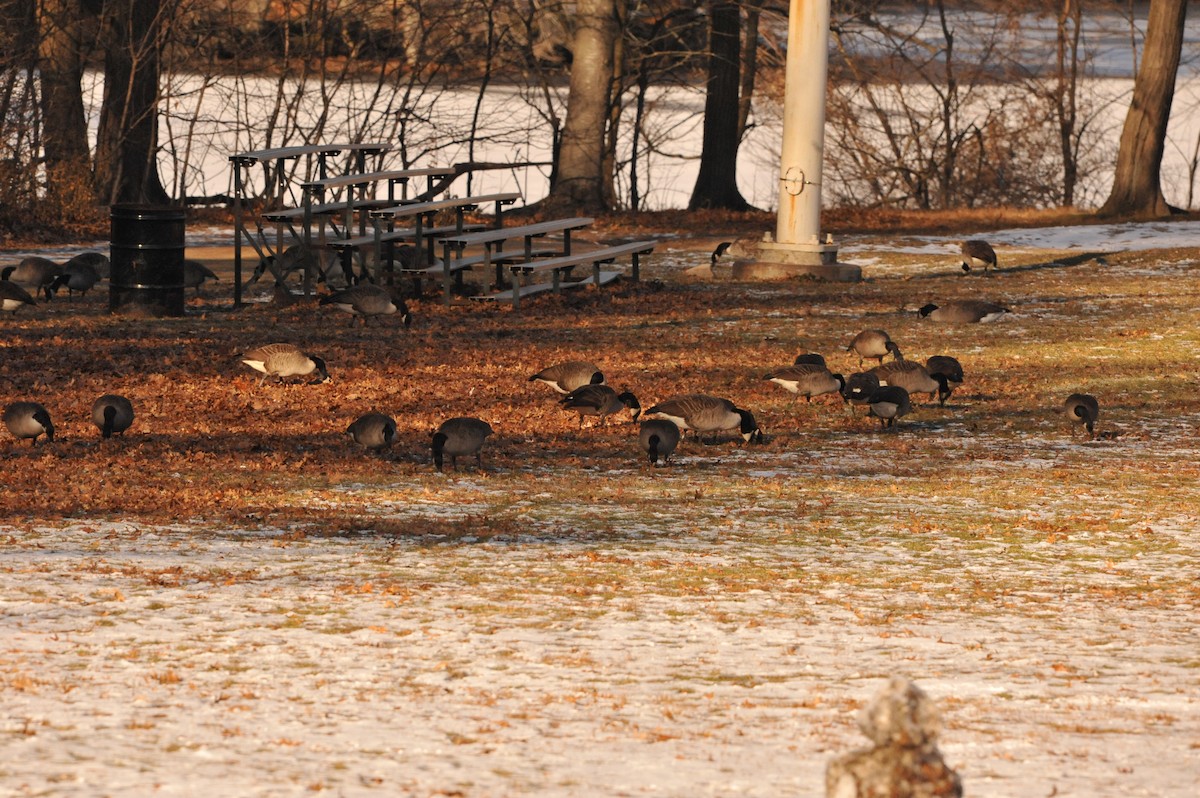 Canada Goose - ML647049268