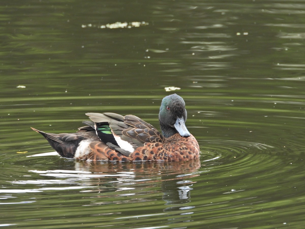 Chestnut Teal - ML647049270