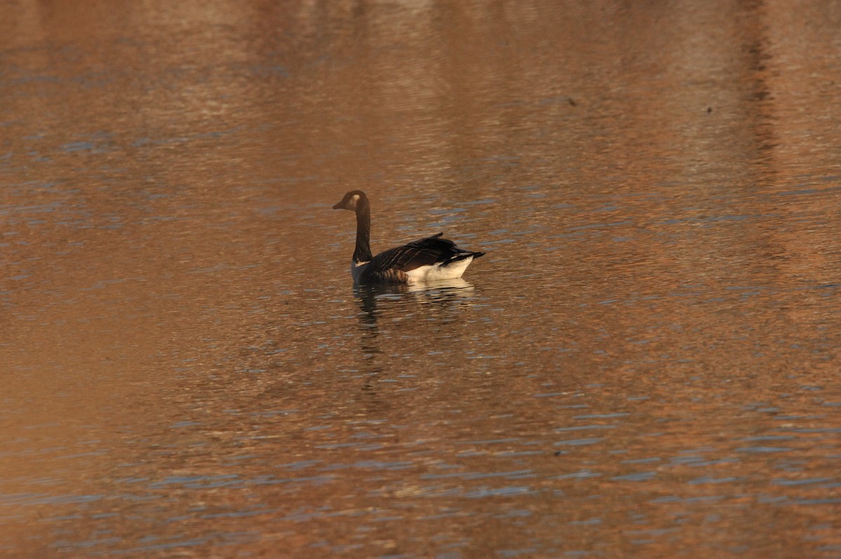 Canada Goose - ML647049272