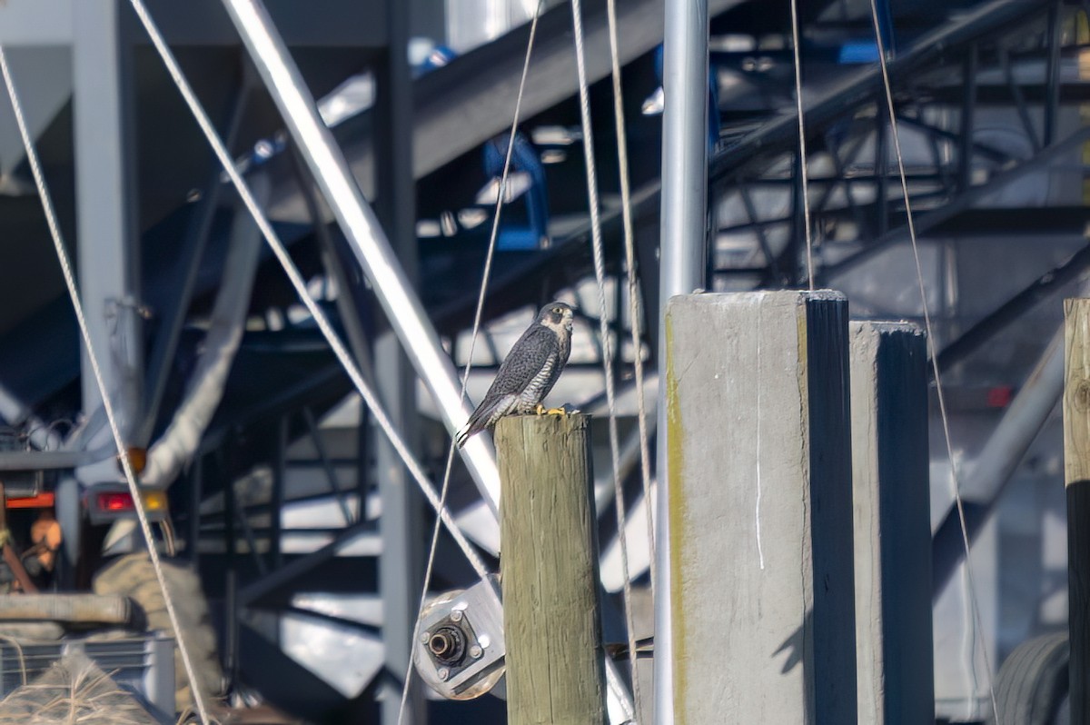 sokol stěhovavý - ML647049273