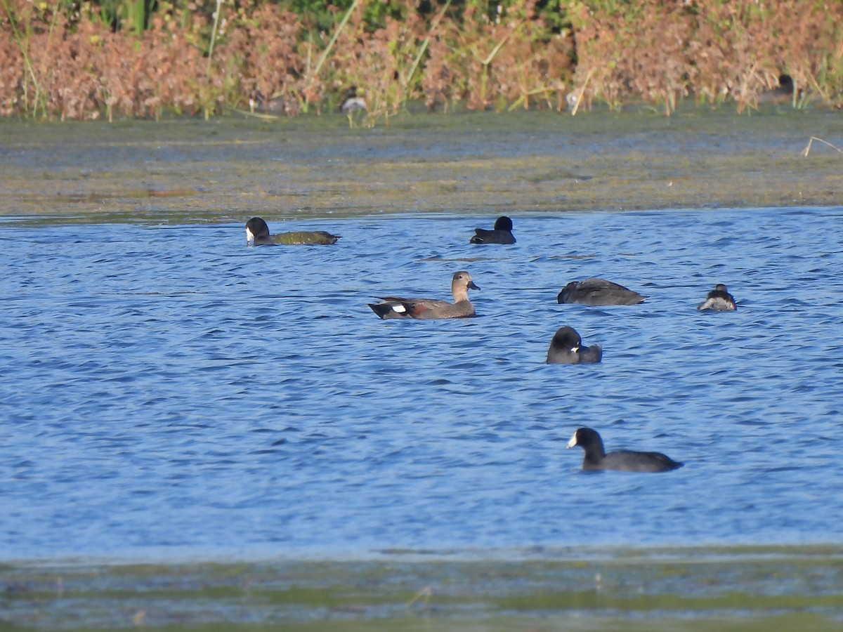 Нерозень - ML647049275