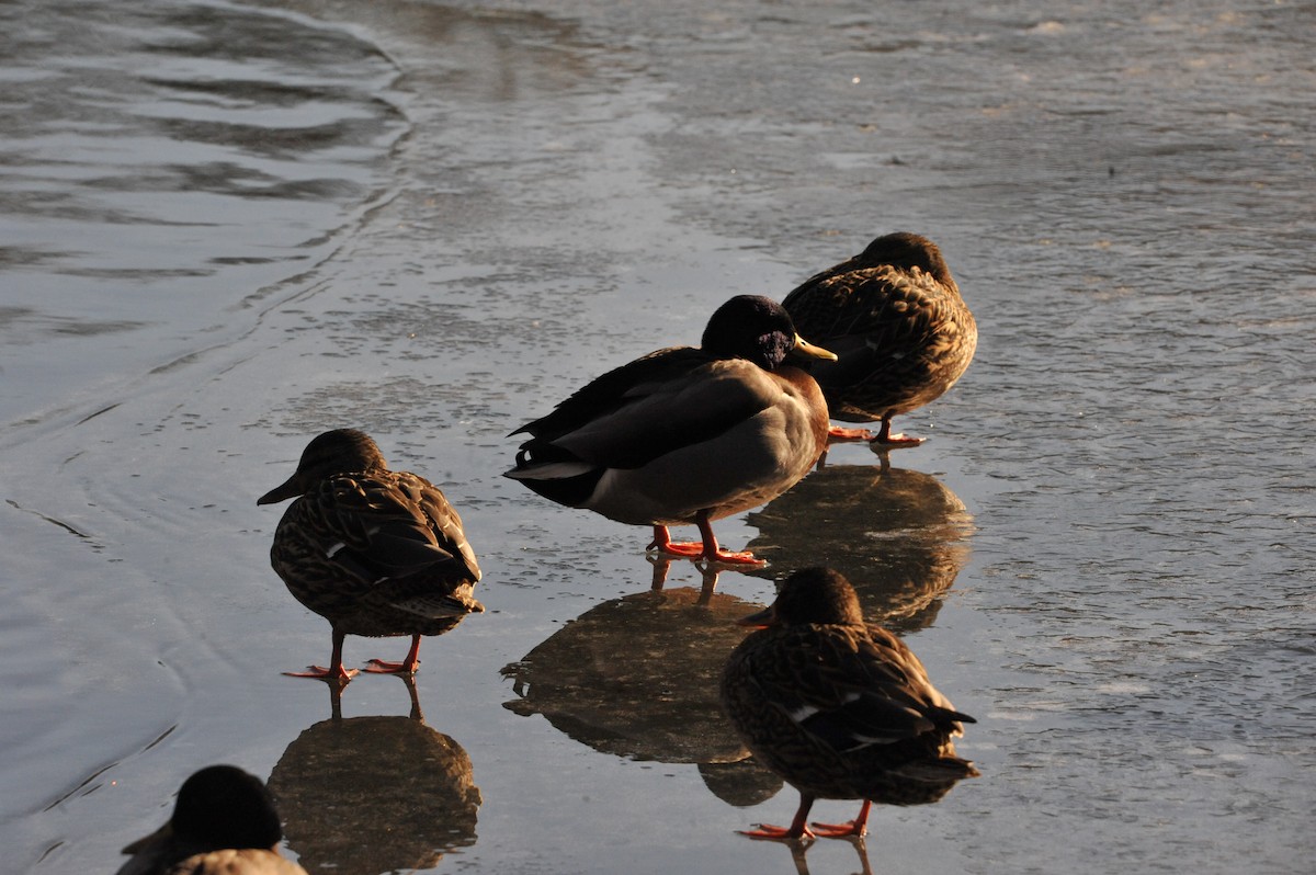 Mallard - ML647049278