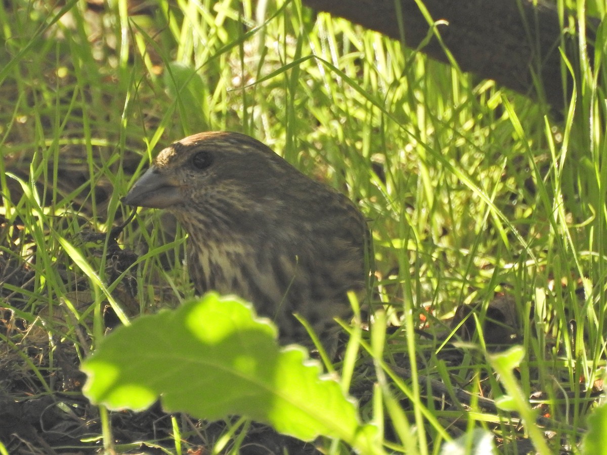 Roselin pourpré - ML647049280