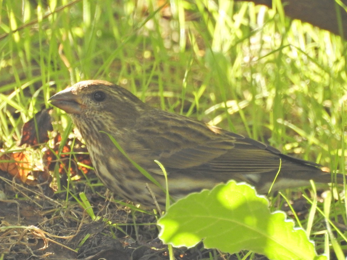 Roselin pourpré - ML647049281