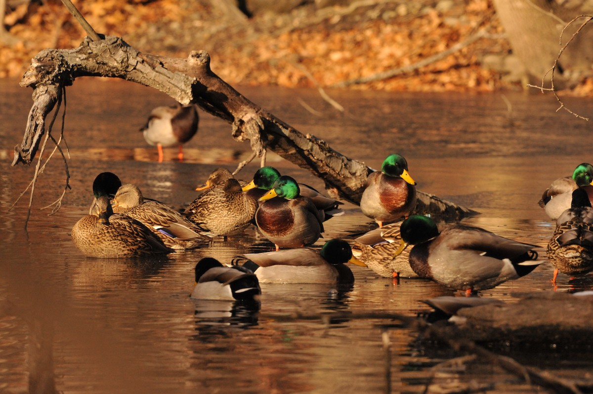 Mallard - ML647049283