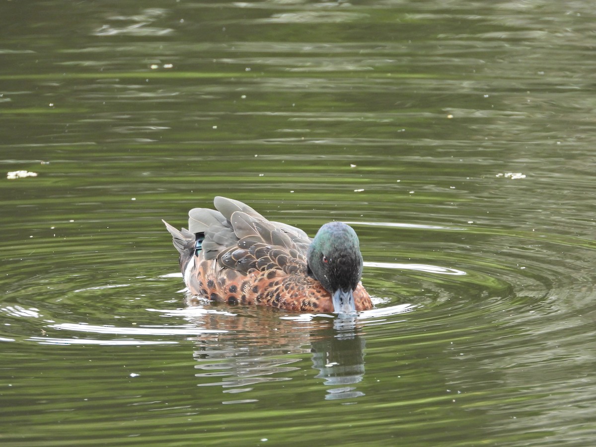 Chestnut Teal - ML647049284