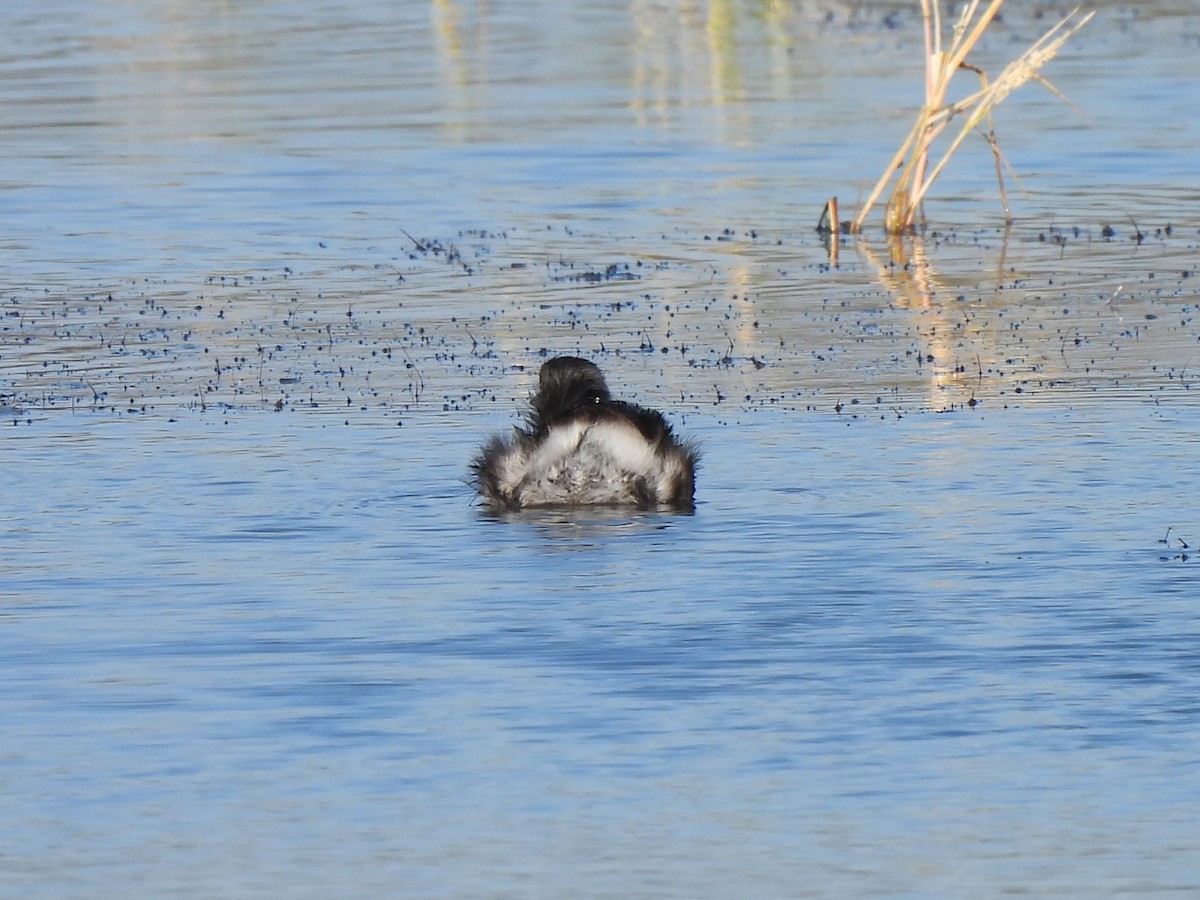 Least Grebe - ML647049289