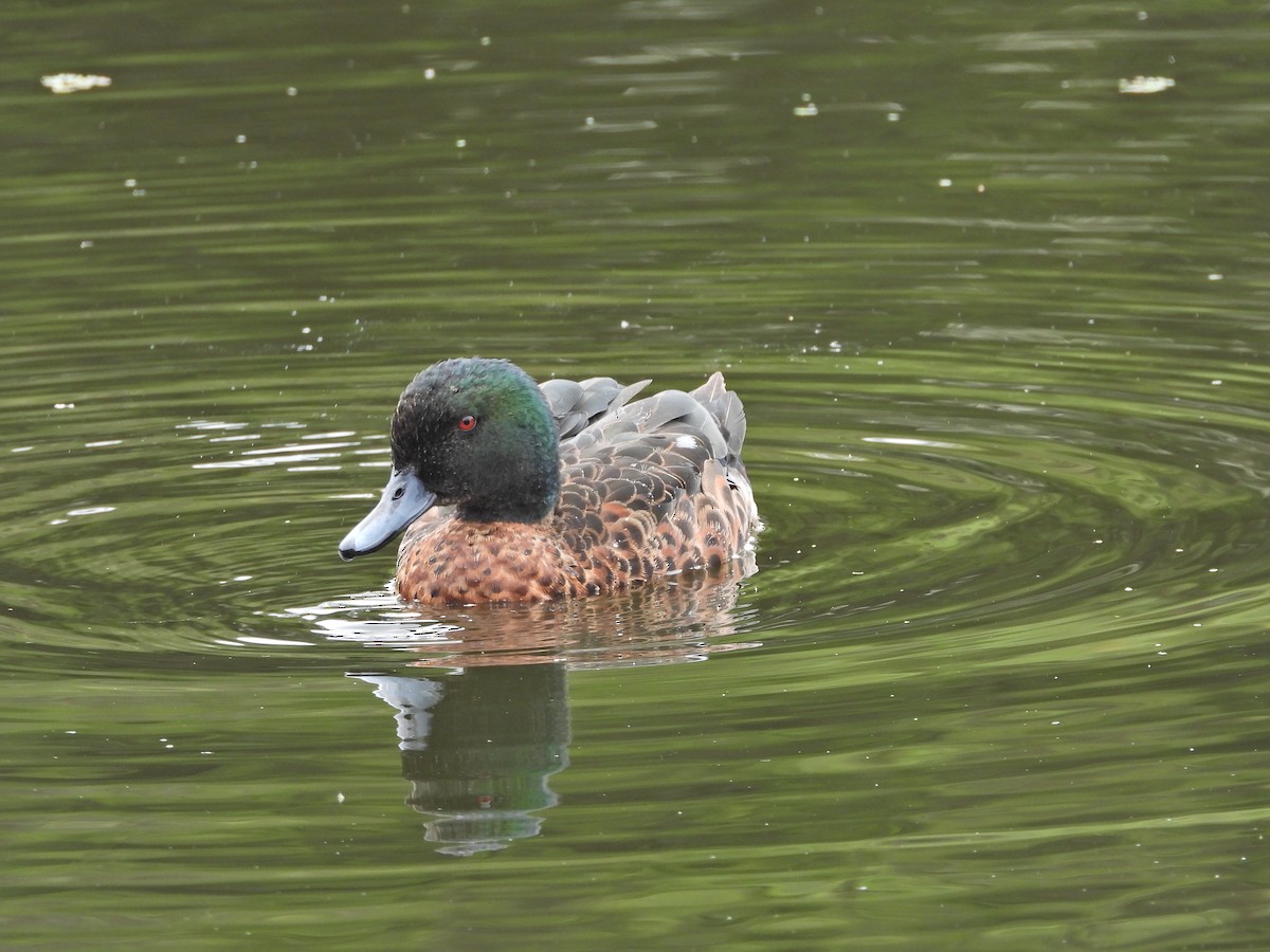 Chestnut Teal - ML647049290