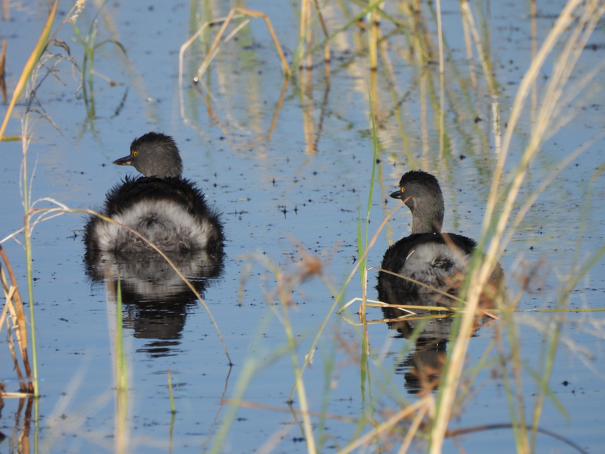 Least Grebe - ML647049291