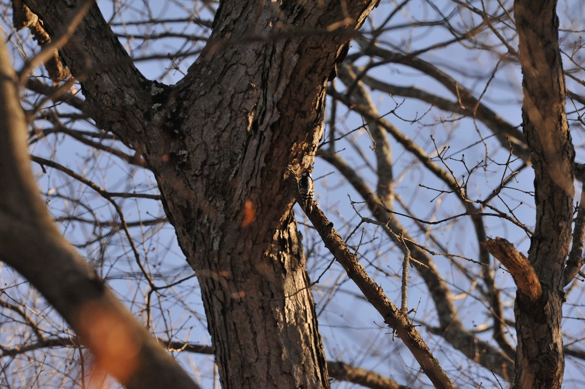 Downy Woodpecker - ML647049294