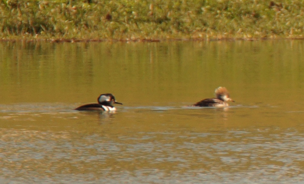 morčák chocholatý - ML647049302