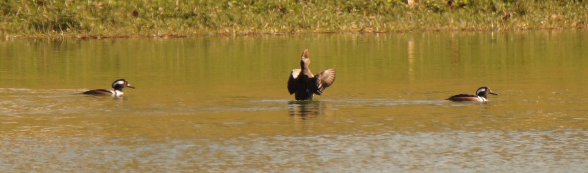 morčák chocholatý - ML647049303