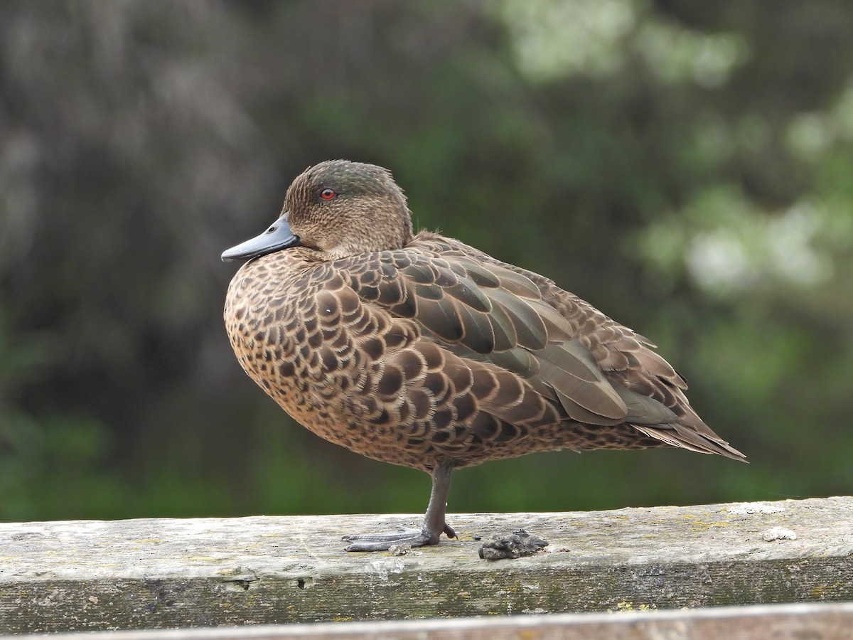 Chestnut Teal - ML647049306