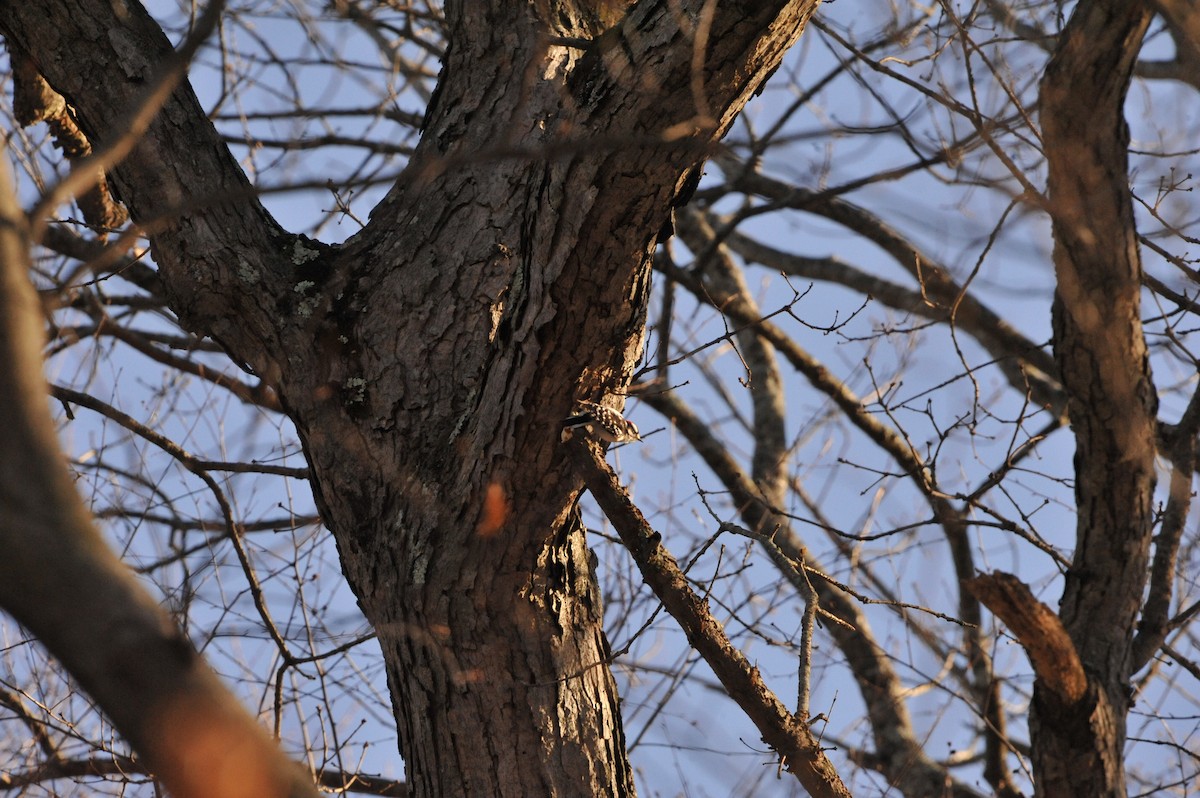 Downy Woodpecker - ML647049308