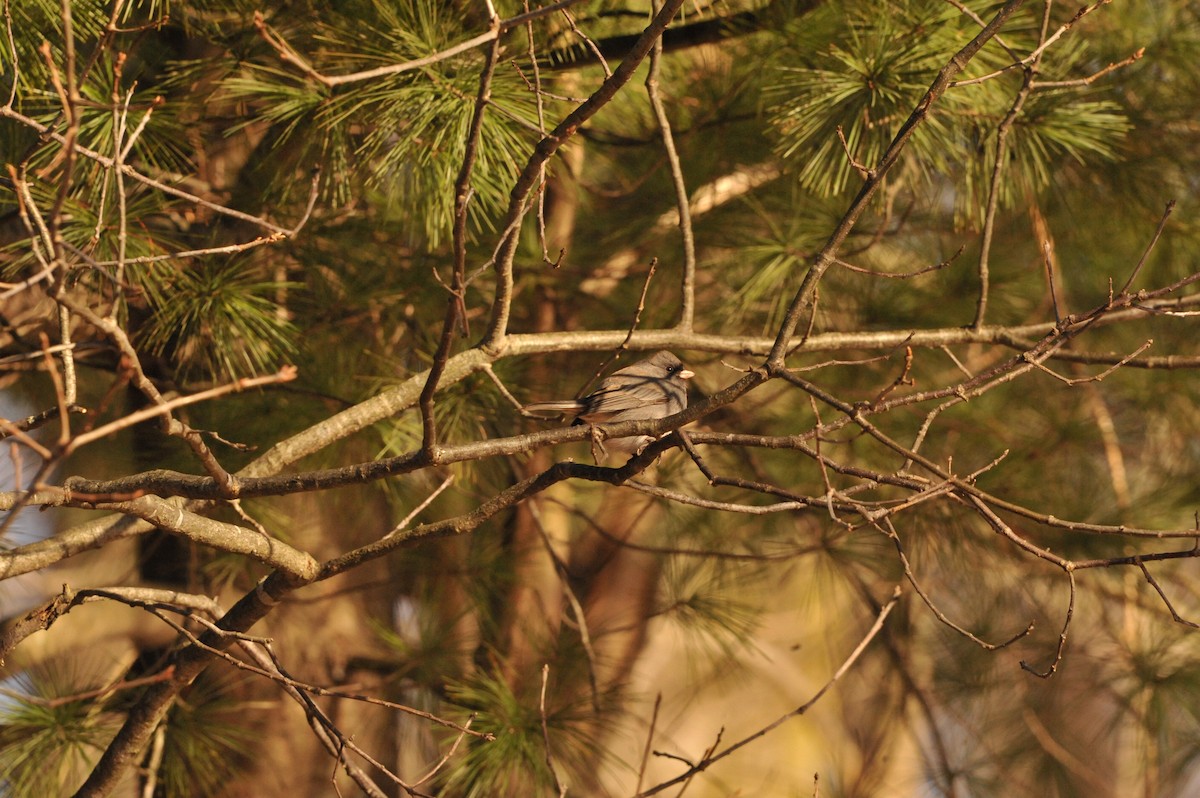 Dark-eyed Junco - ML647049321