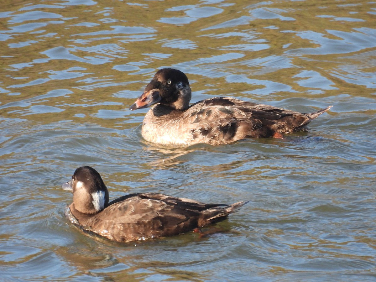 brilleand - ML647049322