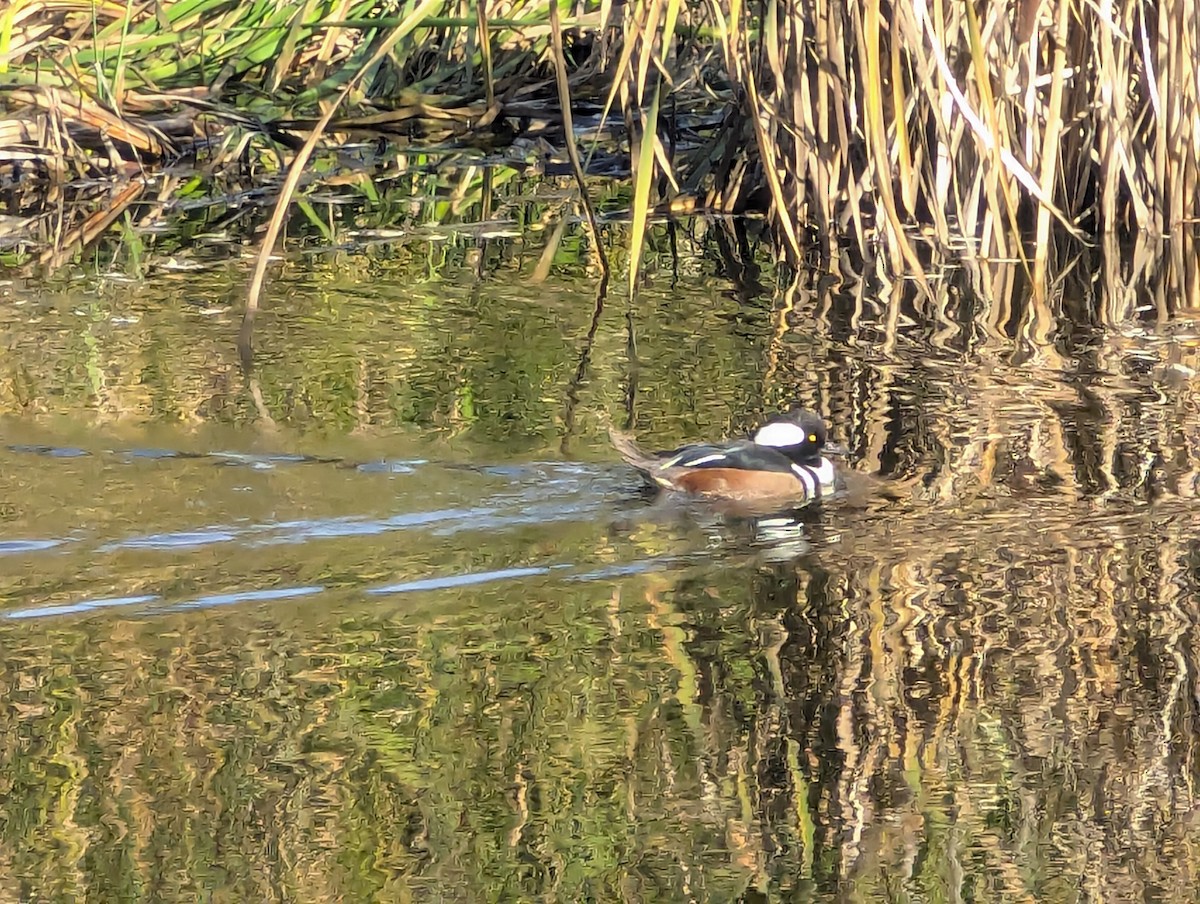Hooded Merganser - ML647049323