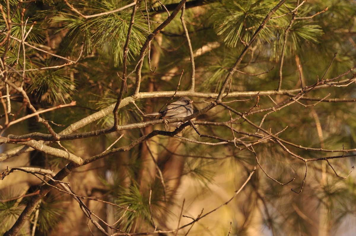 Dark-eyed Junco - ML647049325